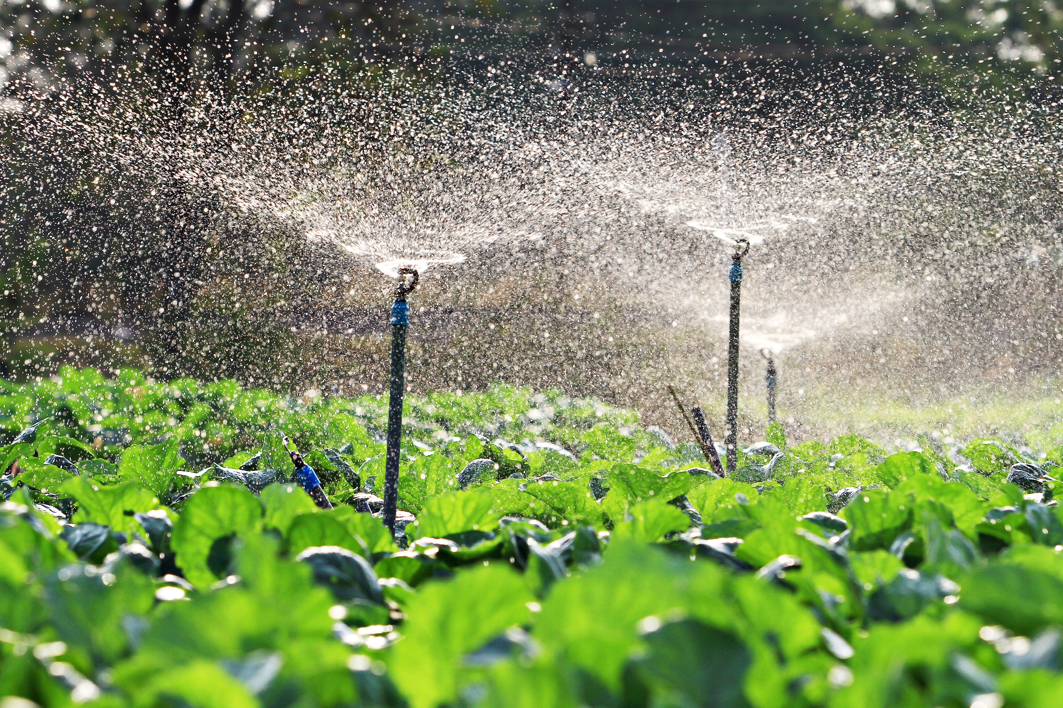 Watering system. Капельное и дождевальное орошение. Орошение овощей. Полив овощных культур. Ирригация растений.