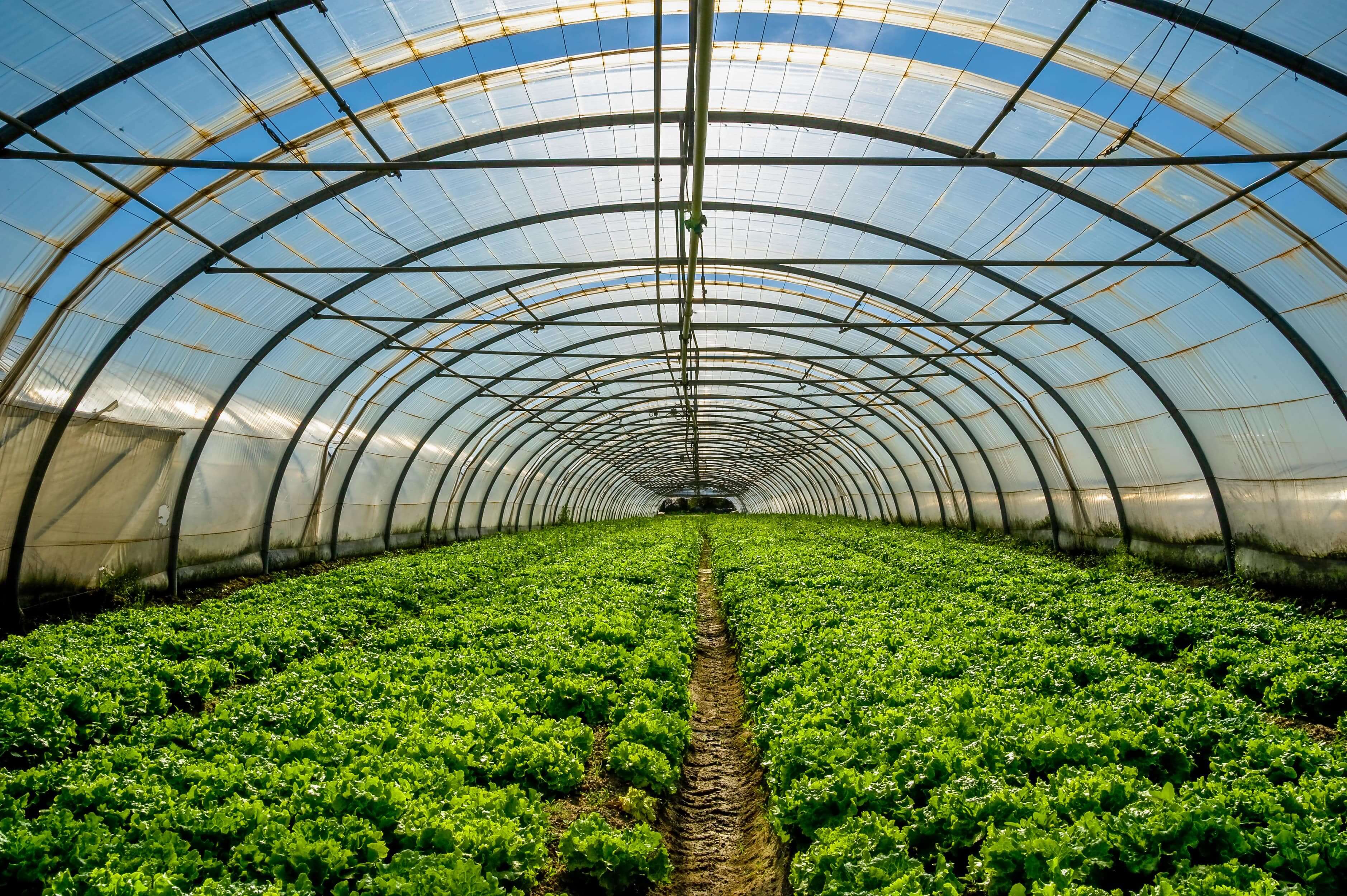 Greenhouse перевод