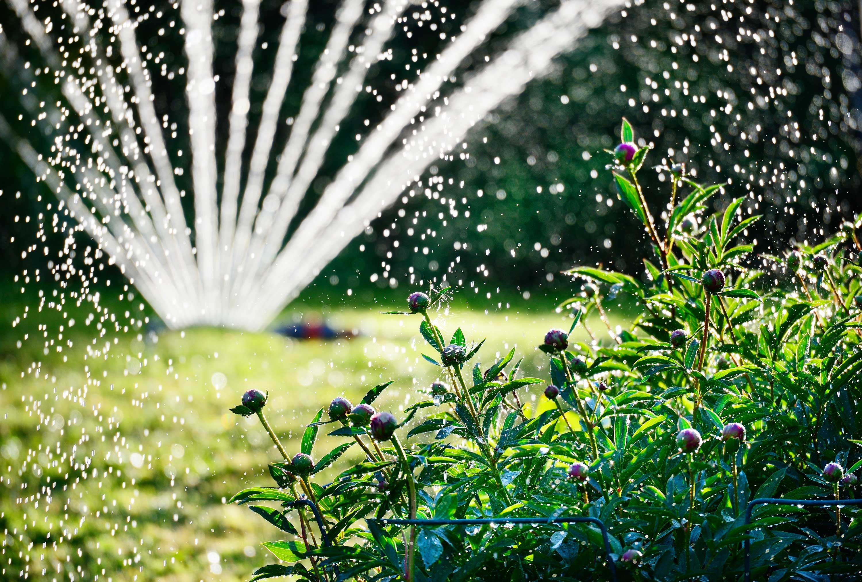 Water watering. Полив. Полив травы. Орошение цветов. Брызги воды.